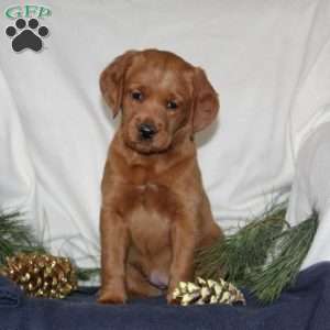 Cupid, Labrador Mix Puppy